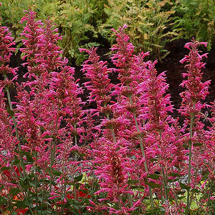 morello agastache flowers