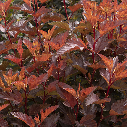 red angel ninebark leaves