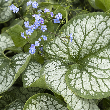 sukver keaves wutg greeb veins and blue flowers