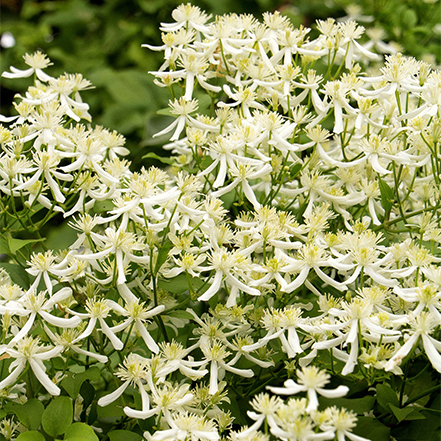 white clematis flowers