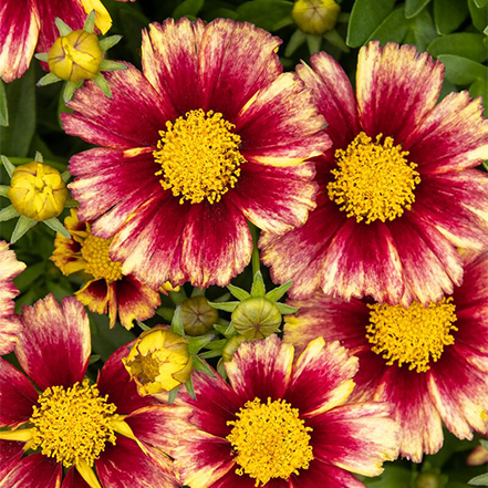 yellow and deep red flowers on sunset burst coreopsis
