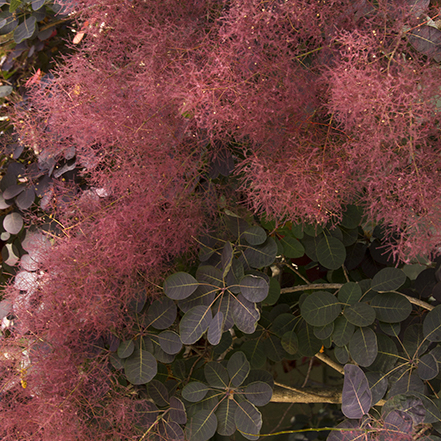 dark leaves and smoky flowers on smoke tree