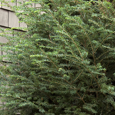 emerald fountain canadian hemlock foliage is finely textured