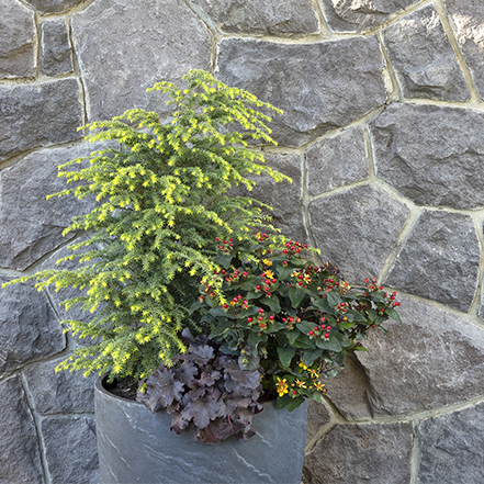 golden duke hemlock in container with dark heuchera and floralberry st johns wort