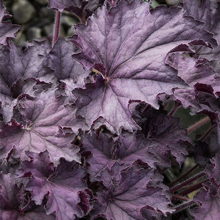 deep purple foliage on grande amethyst coral bells