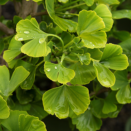 green leaves on jade butterflies gingko