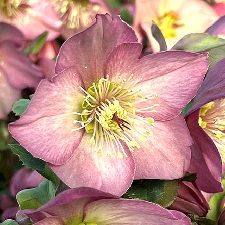 pink hellebore flowers