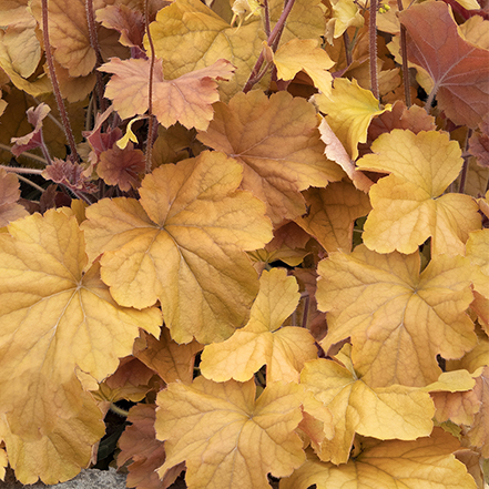 amber colored foliage of northern exposure amber heuchera