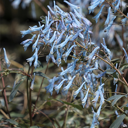 rare blue flowers on porcelain blue corydalis