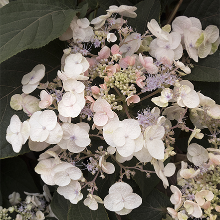 white plum passion flowers against dark foliage