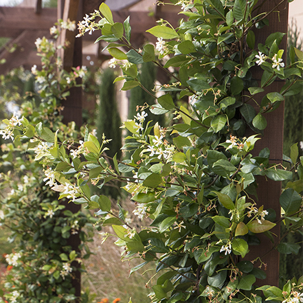 small white flowers on star jasmine