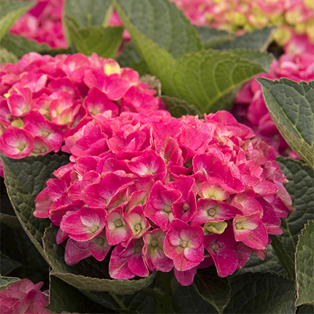 deep pink hydrangea flowers