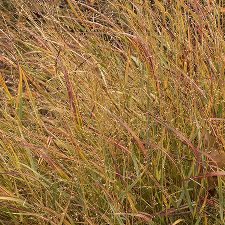 shenandoah switch grass