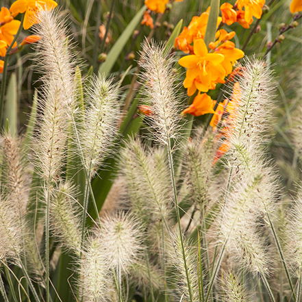 Dwarf Fountain Grass