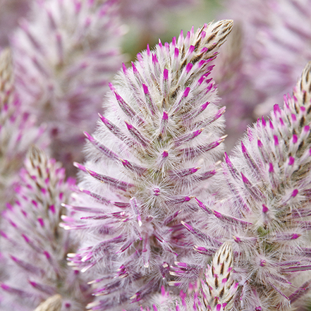 white and pink ptilotus flowers