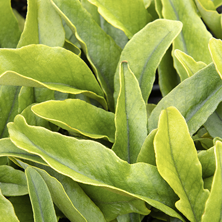 green tongue fern foliage