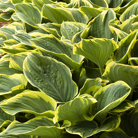 sagae hosta has textured leaves and cream edges