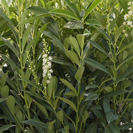 cherry laurel white flower against green leaves