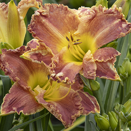 orange, pink and yellow titan skye daylilly blooms