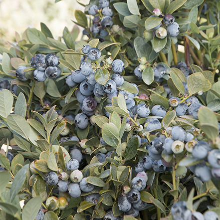 blueberries and green leaves