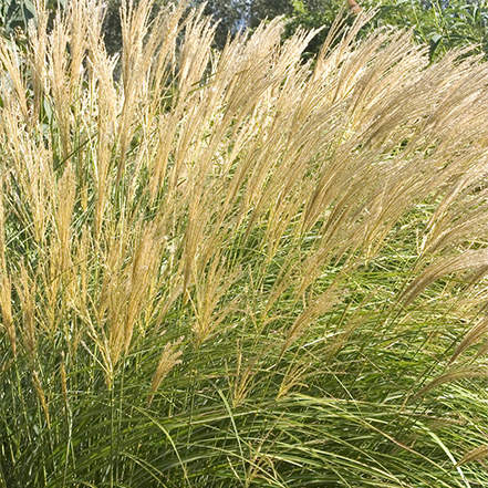 buff plumes on maiden grass