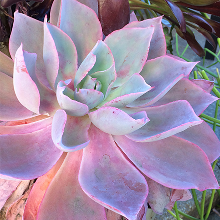 afterglow echeveria