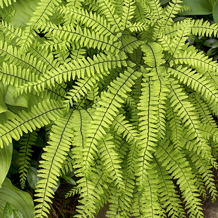 green foliage of american maidenhair fern looks great indoors