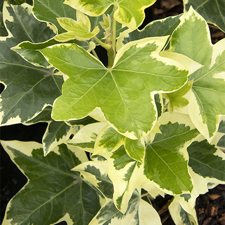 angyo star tree ivy leaves with white margins