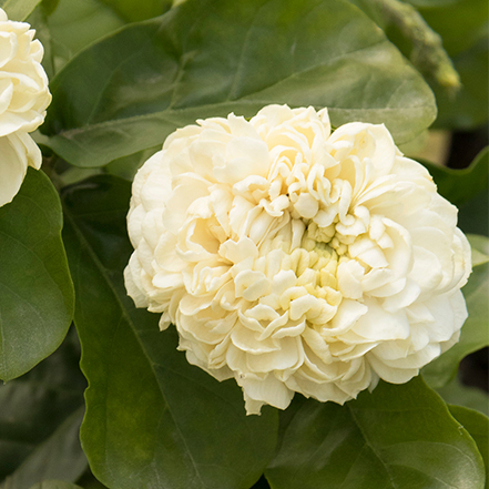 white summer soul arabian jasmine flower