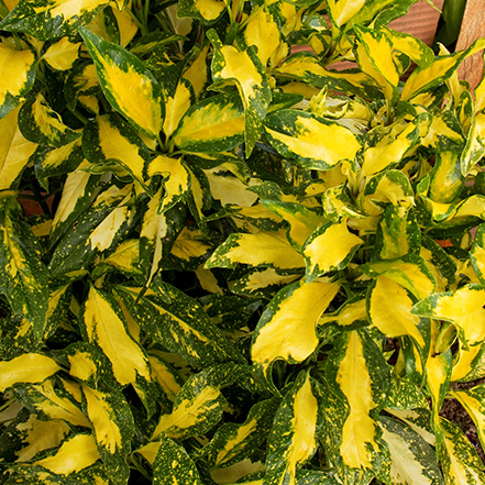 green aucuba leaves with yellow interior