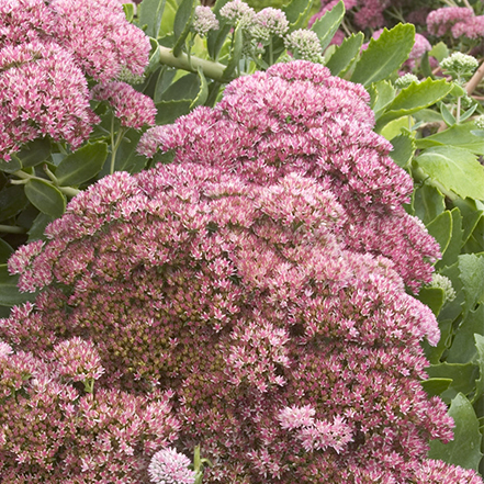 piunk flowers autumn joy sedum