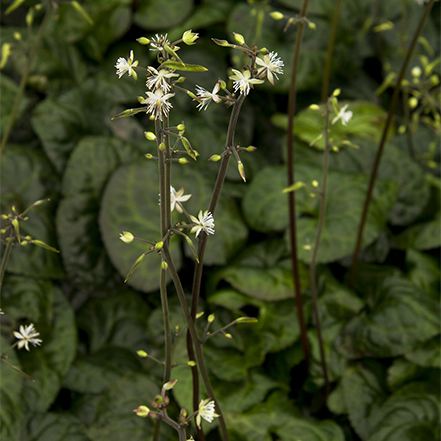 small white beesia flowers against dark green foliage