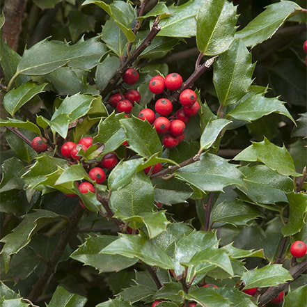 bright red berries on berir-magic kids holly