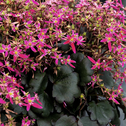 pink saxifrage flowers against dark foliage