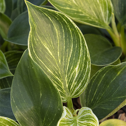 birkin philoidendron with variegated leaves