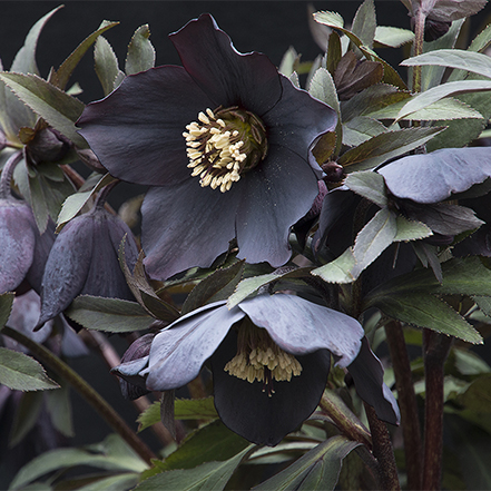 Winter Jewels® Black Diamond Lenten Rose