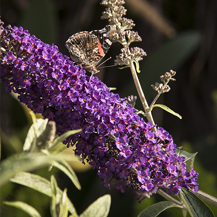 dark purple buddleja flower