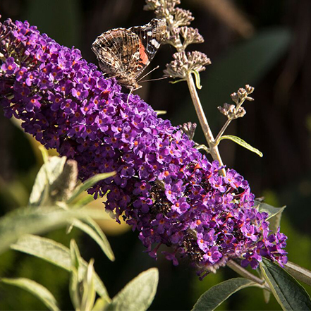 dark purple butterfly bush flower with butterfly on it