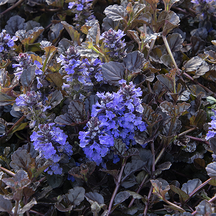 dark burgundy ajuga foliage with violet flowers