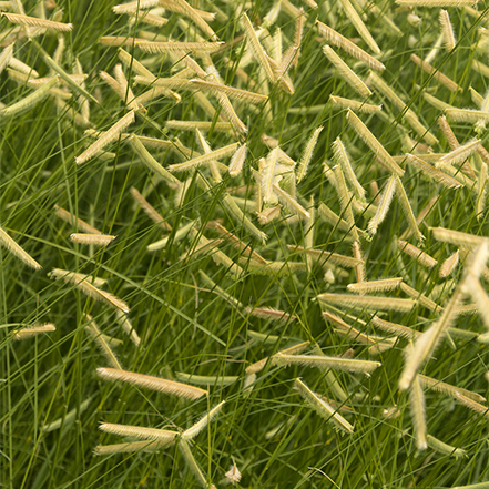 seed heads on blonde ambition blue grama grass