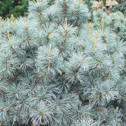 blue foliage on blue angel white pine