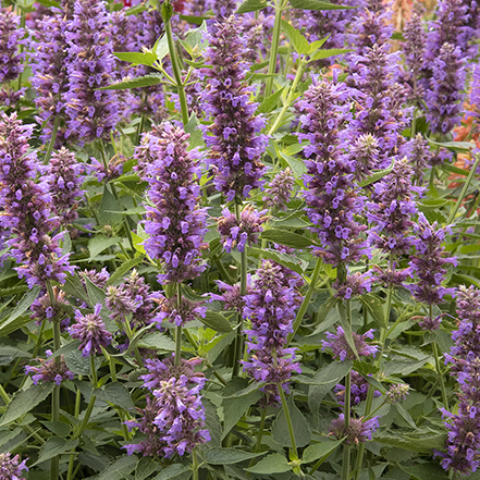 violet-blue flower spikes of blue boa agastache