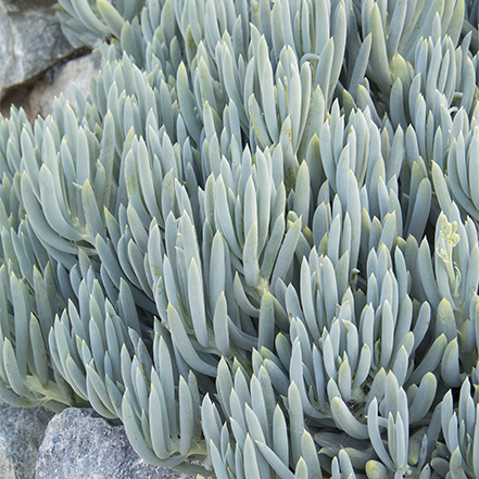 blue chalskticks with verticle blue succulent leaves