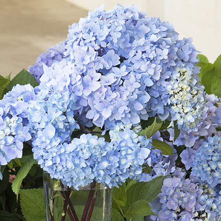 blue hydrange flowers on the Blue Enchantress® Hydrangea