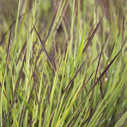 green grass leaves with burgundy tips