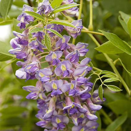 purple wisteria flowers