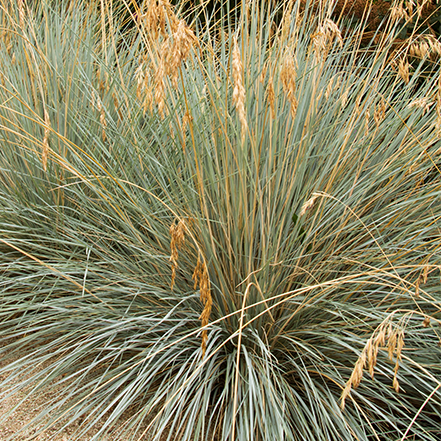 blue oat grass