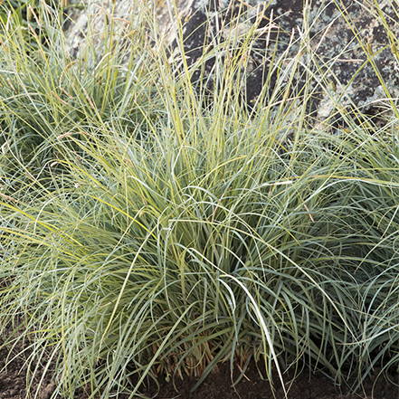 sedge grass