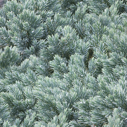 blue star juniper