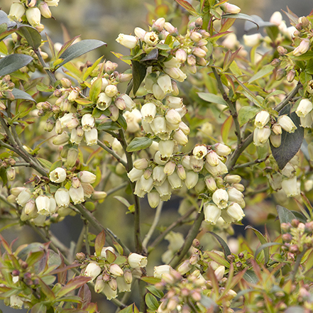 Bountiful Delight Blueberry flowers